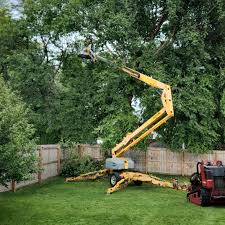 Best Storm Damage Tree Cleanup  in Williamson, WV