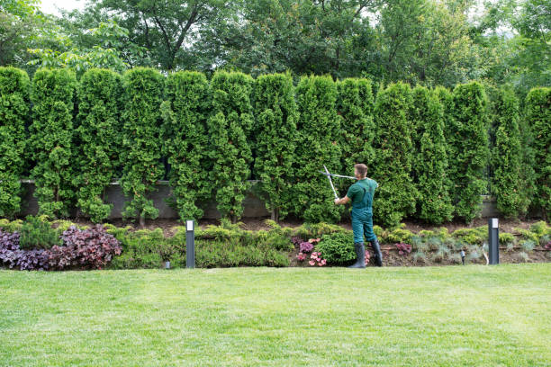 How Our Tree Care Process Works  in  Williamson, WV