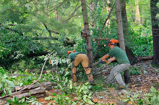 Best Lawn Renovation and Restoration  in Williamson, WV
