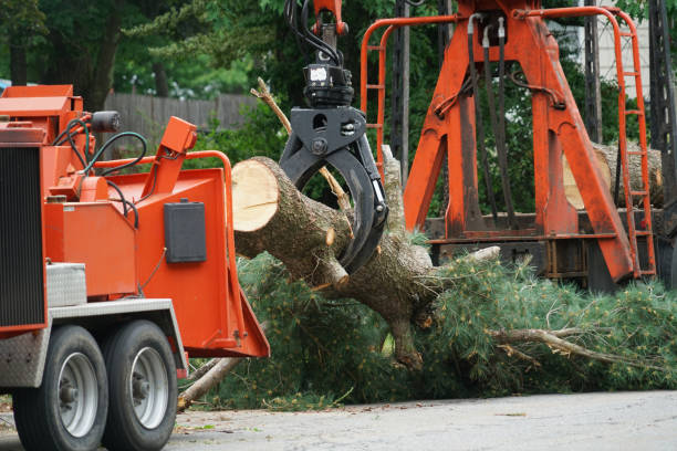 Professional Tree Services in Williamson, WV