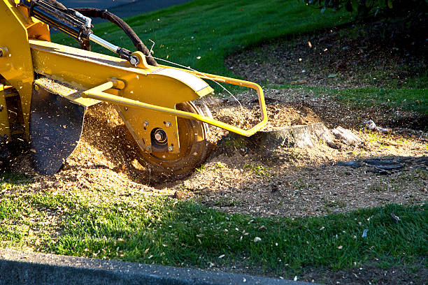 Best Aeration Services  in Williamson, WV