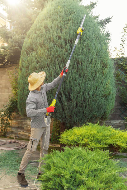 Best Sod Installation  in Williamson, WV