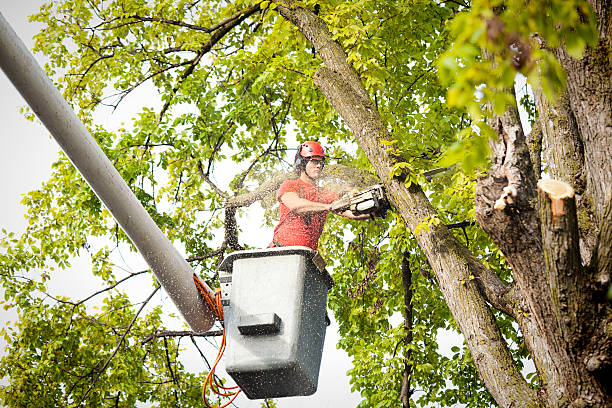 Best Tree Risk Assessment  in Williamson, WV