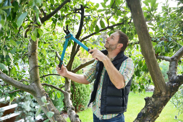 Best Organic Lawn Care Solutions  in Williamson, WV